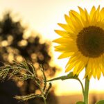 Sunflower during Sunset