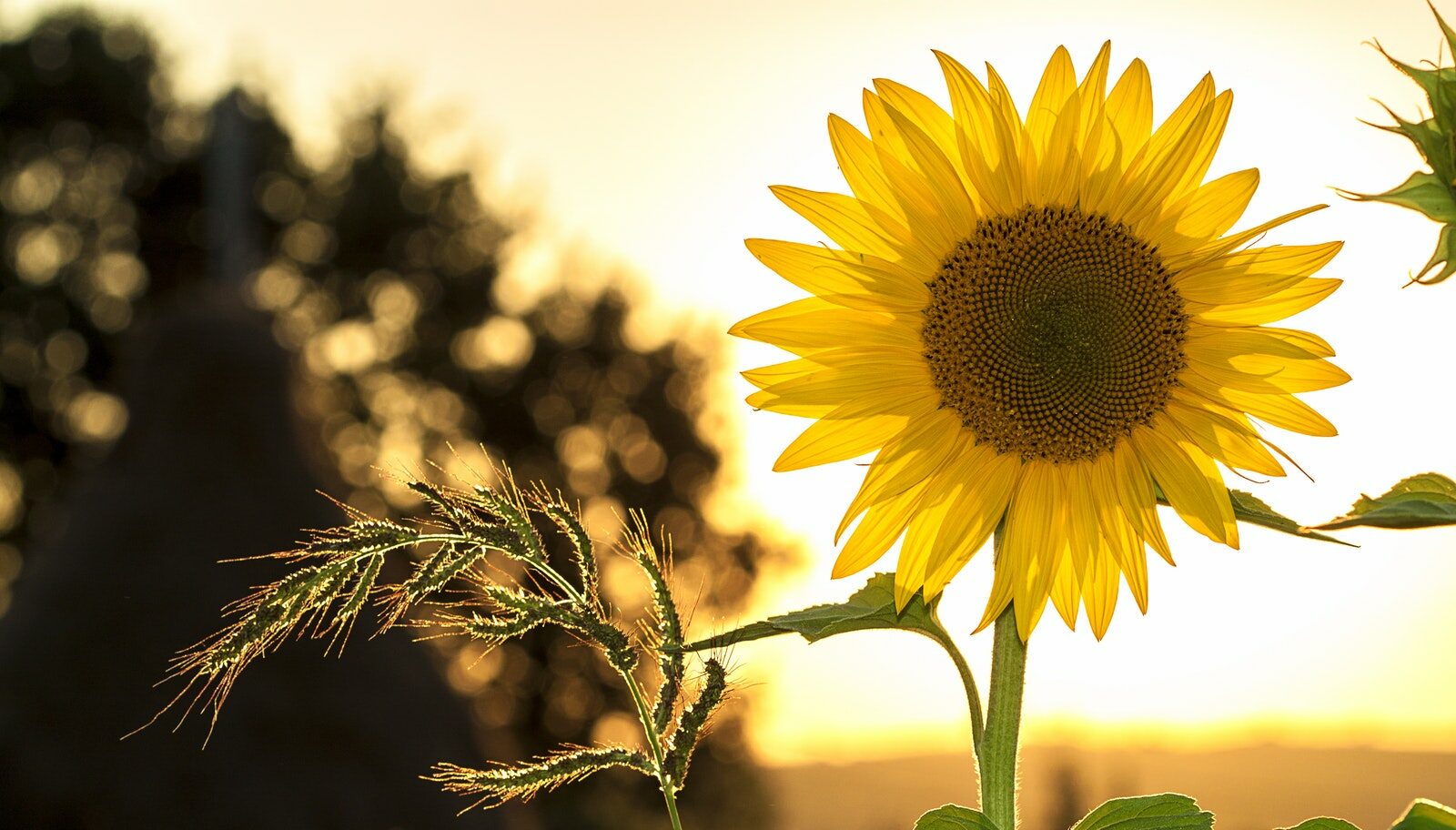 Sunflower during Sunset